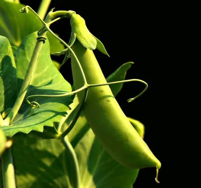 How Does the Nutritional Content of Green Peas and Green Beans Differ