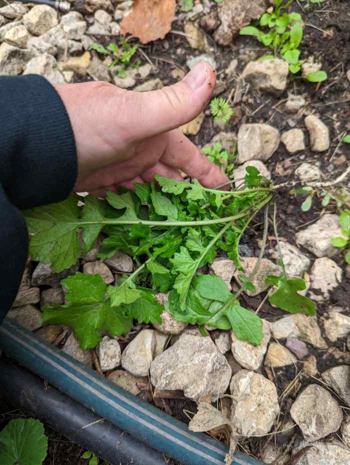 Weeds in My Yard Deciding Which Live HubPages