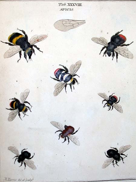 The bee in the upper-left corner is the closest, but not a precise representation of the "killer bee" drone. It was closest to a yellow jacket, but with a solid black tail and a wicked looking needle nose.