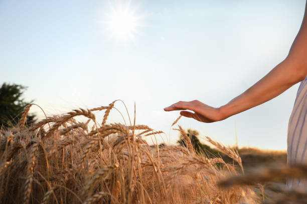 The Farmer's Daughter - LetterPile