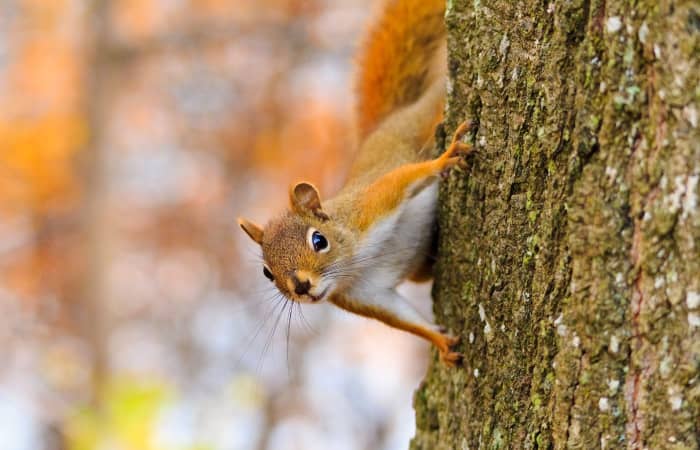 Do Squirrels Experience Grief? - PetHelpful