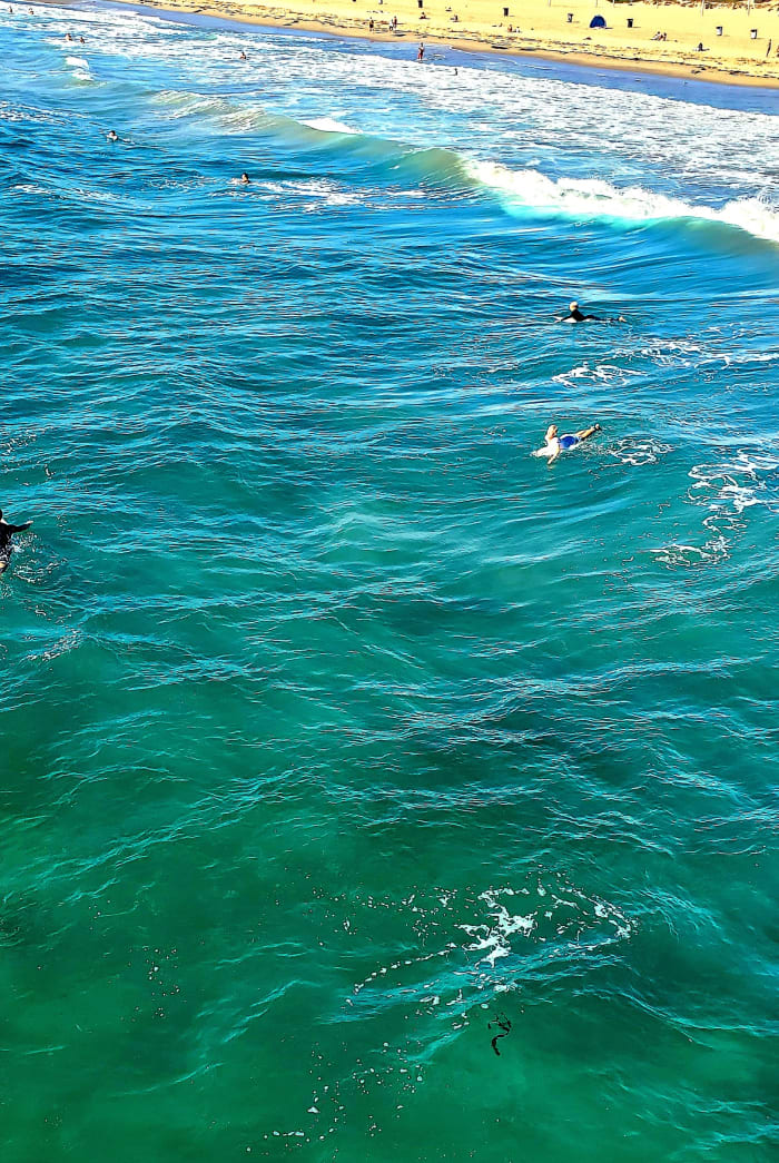 No shark sightings, today. Although, the seaweed (looking like a shark)had one of the surfers briefly worried.