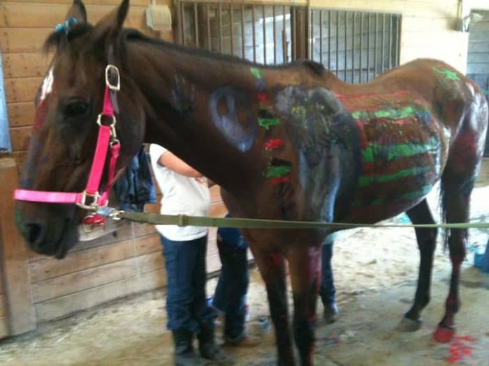 Don't rush into a horse that is more of a project than you can handle just because it's all you can afford. Keep practicing and keep saving. Nice horses are out their for reasonable prices. Like this one, Thea, she was free to a good home!