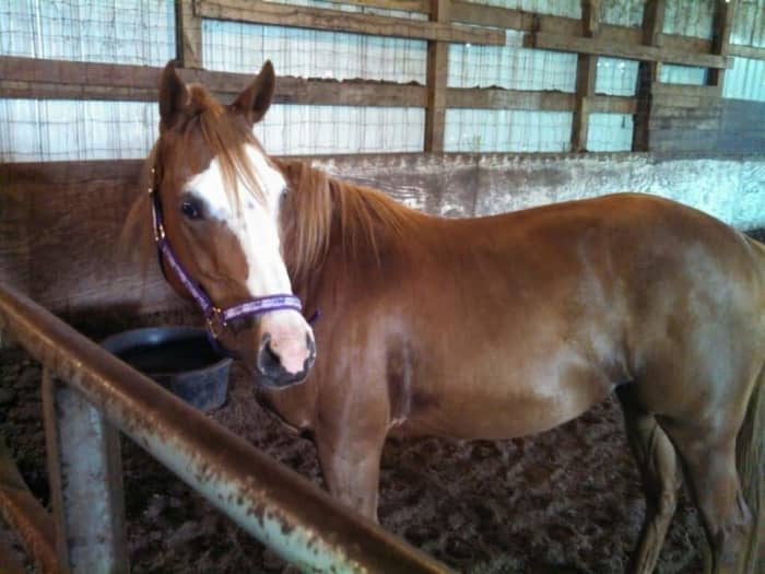 Spunk was a project for me. My friend broke her to ride, but for some reason I could never connect with her and we didn't get along. I gave her to a friend who found her a perfect match.