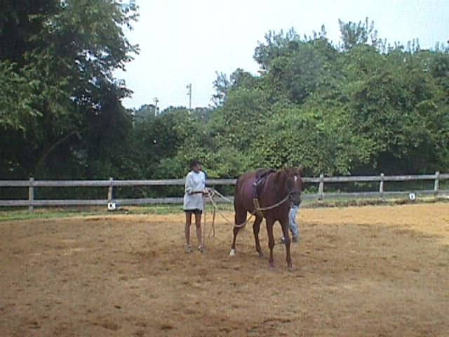 When I got Zelda, when I was 15, I would have had no business trying to break a horse by myself without the help of my trainer. Here we were teaching her to ground drive, by the time I climbed on her back she already knew how to steer!