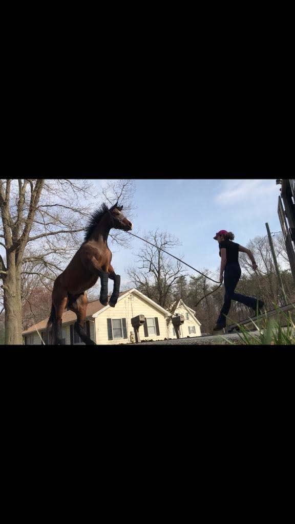 This is my friends horse, who is ant trailer loading as you can see from the picture. He is otherwise a pretty calm dude.