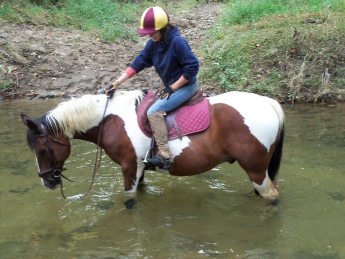 Buddy came to me as a project. He was not broke to ride and intimidated his previous owner in everything they did with him. After getting him going under saddle, I sold him to Megan and for her they are a perfect match. He is old and retired now.