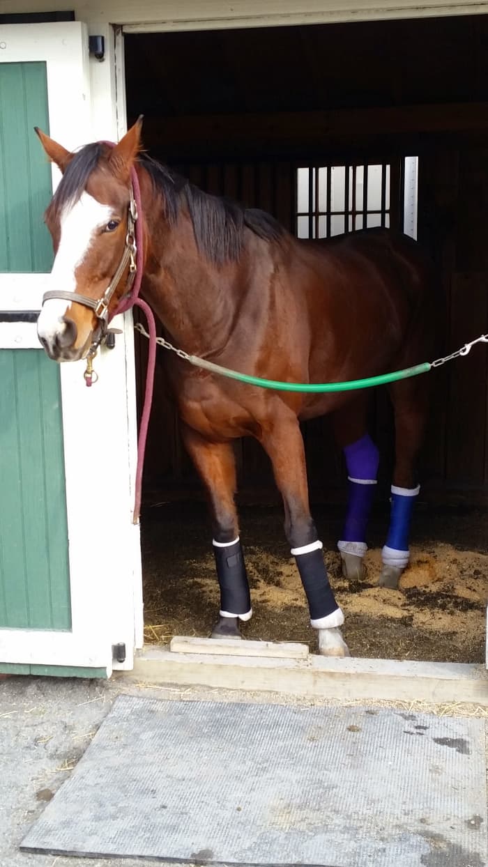 This is my heart horse Danny. I bought him knowing he would need the winter off to heal a bowed tendon. Unfortunately later that year he sustained a terrible puncture wound to his hock that ultimately ended his life. Rest in Peace sweet boy.