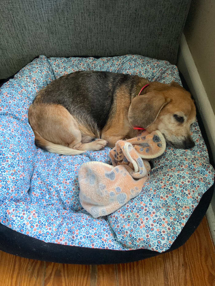 Surgery may not be the best option for older dogs with tumors, as recovery time is slower and the risks of using anesthesia increase with age.
