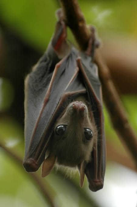Bats are primarily nocturnal, with the exception of flying foxes, which are large bats that eat tropical fruit.