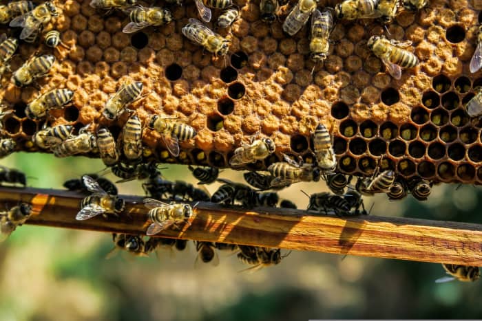 An easy topical ointment can with goldenrod oil combining it with melting bee wax in a double boiler.