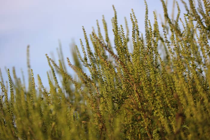 Many blame goldenrod for their hay fever when ragweed is the real culprit.