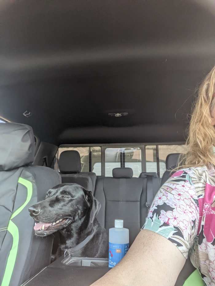 Vet Visit for My Labrador Retriever HubPages