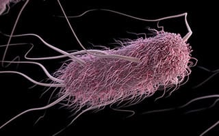 Lady Escherichia Coli, all in pretty in pink, showcasing an alluring coif, disguising her true facist character. Look closely and you will see that she has no face!