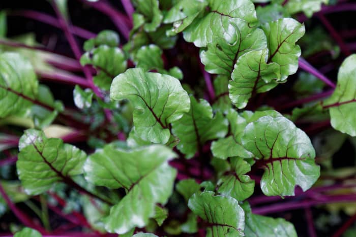 5-reasons-that-you-should-start-eating-the-rainbow-today