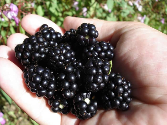 5-reasons-that-you-should-start-eating-the-rainbow-today