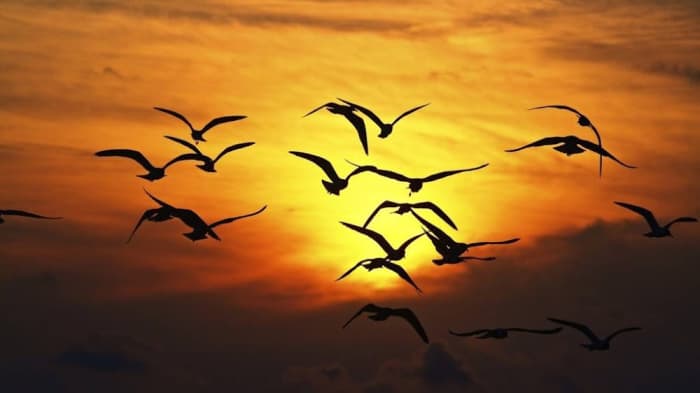 This bizarre Bermuda Triangle of birds’ death remains unexplained mainly, despite studies by the world’s best ornithologists.