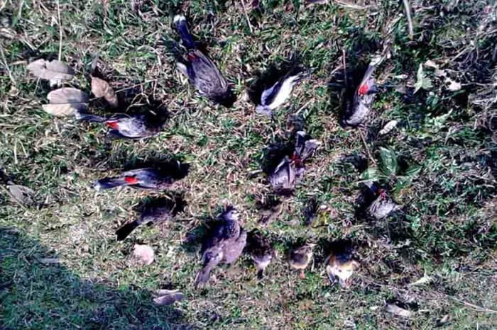 Jatinga, a small village located in Dima Hasao district, Assam, India, Jatinga is known for a bizarre natural phenomenon of birds "committing suicide."