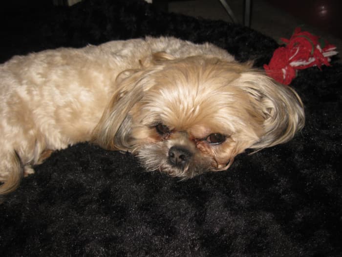 If you think that your dog is blocked, the best way you can help is to take him to your regular vet.