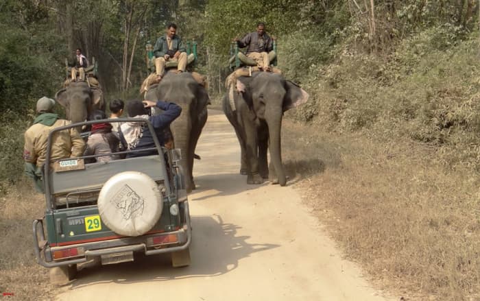 About Indian Elephant and Safari - HubPages