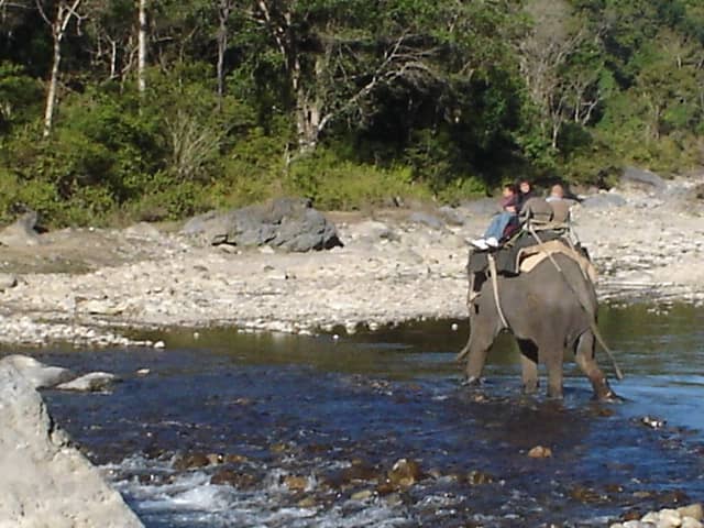 About Indian Elephant and Safari - HubPages