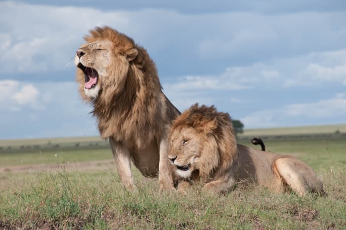Lions are magnificent symbols of Africa, known for their fearsome roars and beautiful manes. But how do lions hunt? Read on to learn how lions hunt their prey.
