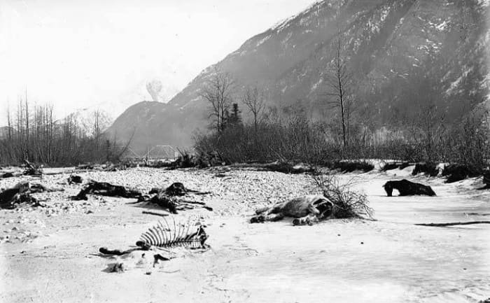 Dead horses on White Pass trail, 1898