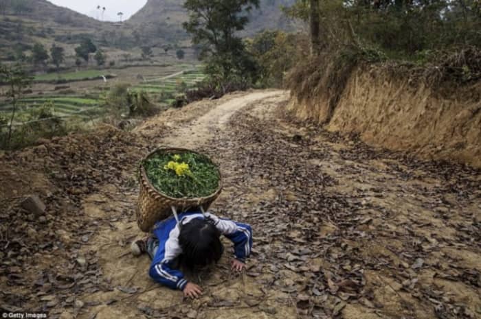 ‘Left behind’ child Luo Hongni, 11, collapses from the weight as she carries flowers while doing chores in the fields in Anshun, China