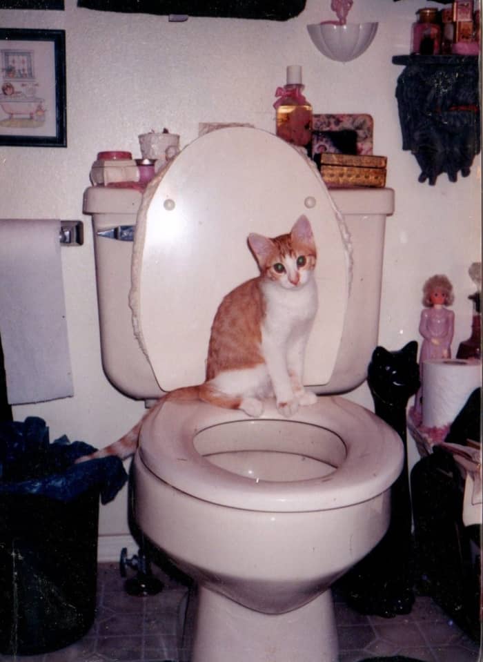 Setzer as a young kitten. Should I have trained her in the toilet? She seemed pretty comfortable.