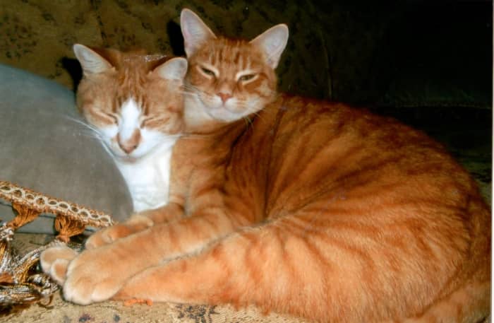 Setzer and Little Trudy were together all the time. I feel so sorry for Little Trudy Jane.