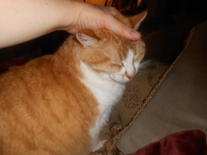 I thought she was getting better. I was giving her extra attention since she hadn't been feeling well. But I was thankful . . . .