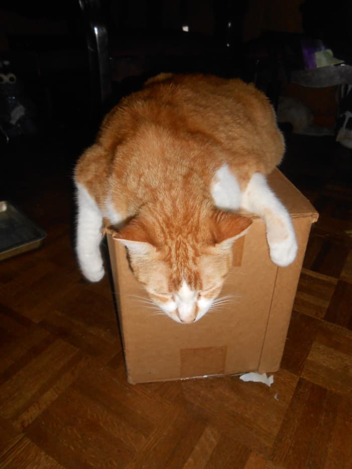 Setzer hanging all out over a box that had a bread maker in it. She could really relax..