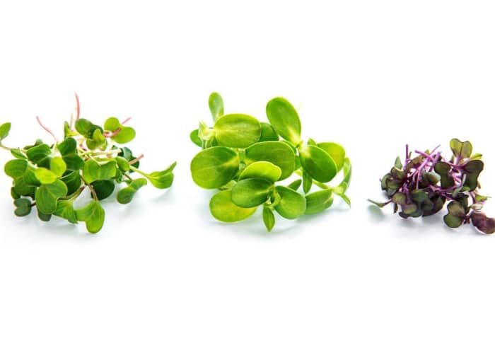 Can You Freeze Microgreens? Delishably