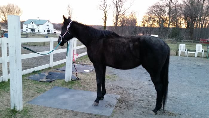 Looking at her on cross ties you would not believe how much of a witch she can be in the stall!