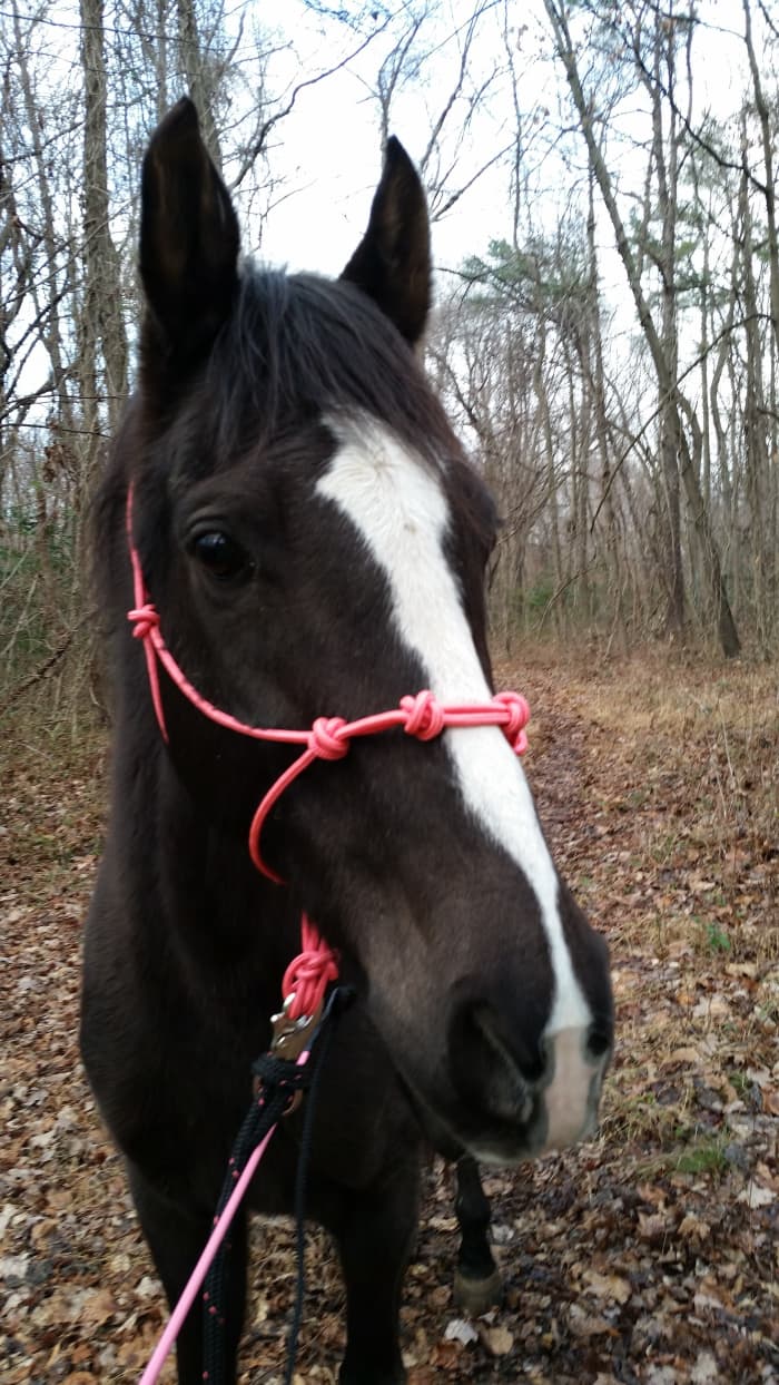 For ground work, I use a rope halter, long lead rope or short lunge line and a dressage whip, or what other trainers call a "training stick"