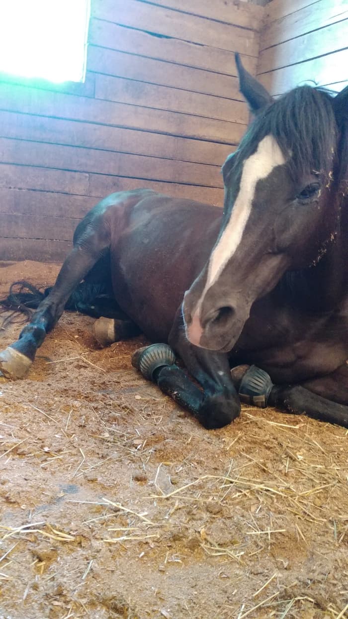 Now that Zoe and I have had our "come to Jesus"discussion over who runs the stall, her demeanor in the stall and in general is much more relaxed.
