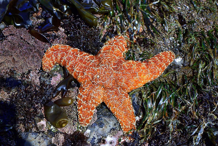 Ochre Sea Star or Starfish Facts and a Major Wasting Disease - Owlcation