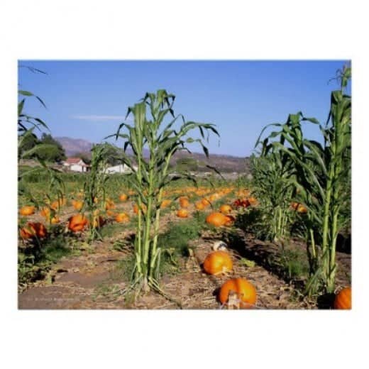 A field full of ripe pumpkins taken by Hallocard on Zazzle.