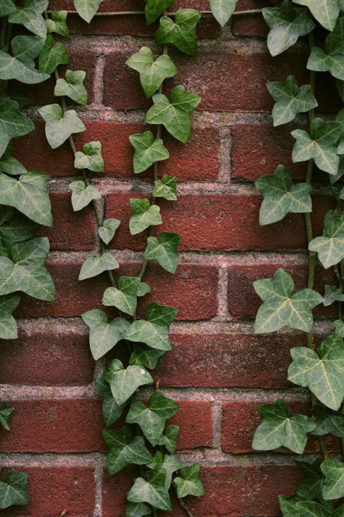 Ivy is a resilient plant known to thrive in many circumstances.
