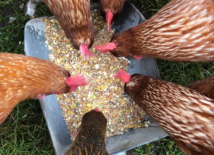 Can Chickens Eat Sunflower Seeds? PetHelpful