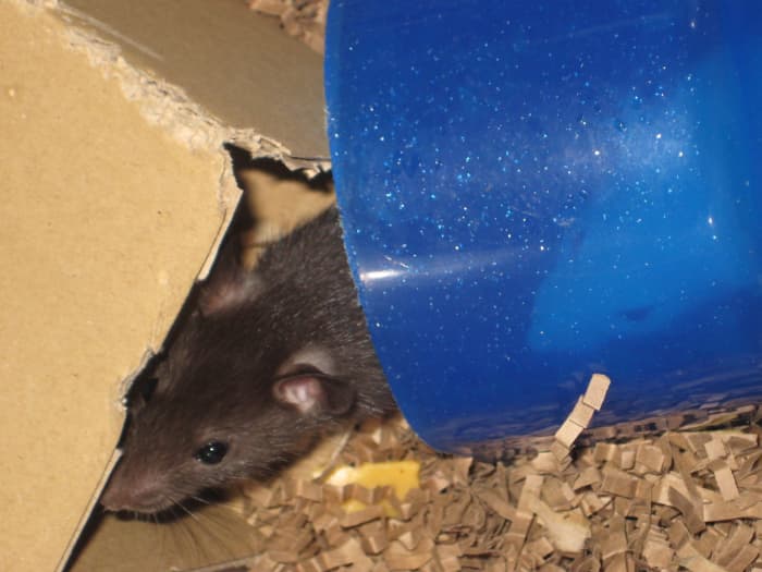 How to Create DIY Toys and Features for Your Rats’ Enclosure - PetHelpful