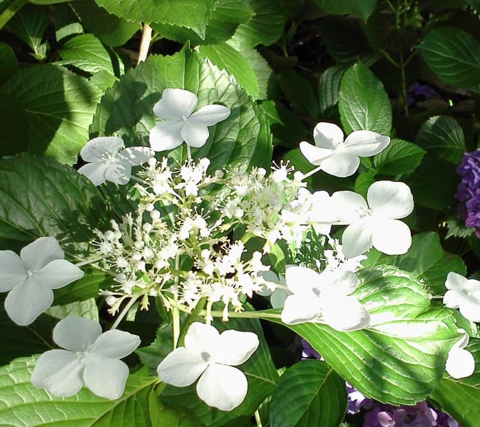 This is a white lace cap.  It has the characteristic open flowers at the edge of the flower head, with the middle flowers opening later.