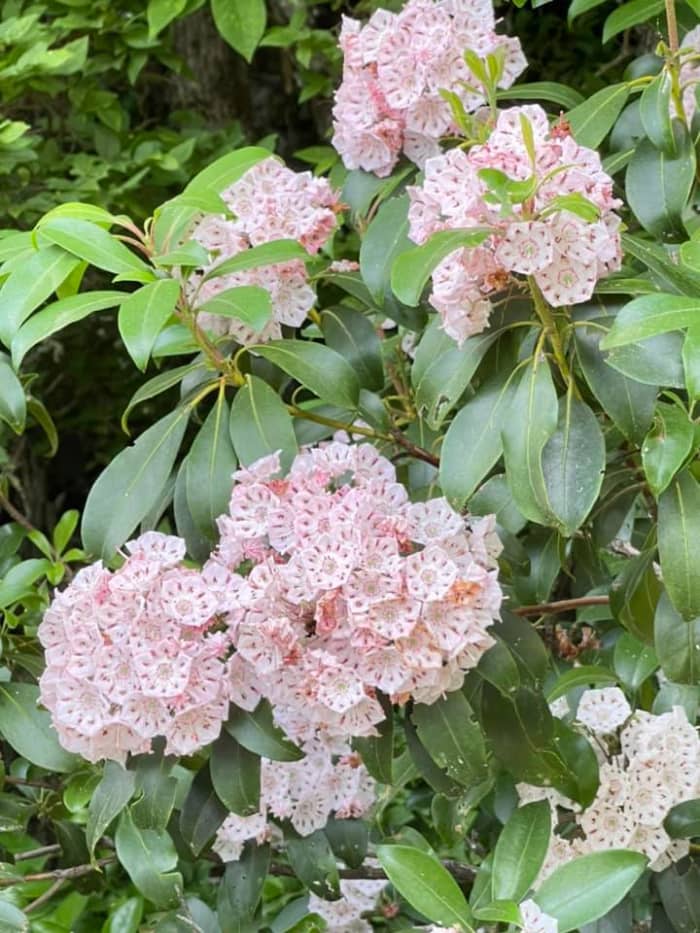 The beautiful blooms of the North Carolina mountain laurel.  This photo was taken by my childhood friend and avid hiker Nancy Schafner Ricciardi.