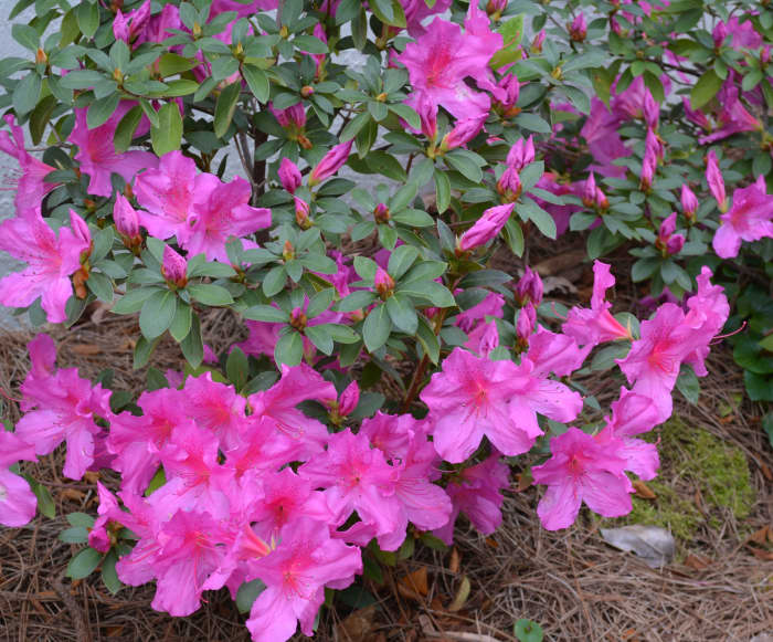 This is one of my father's azaleas that I took cuttings from before I sold his house a few years ago.