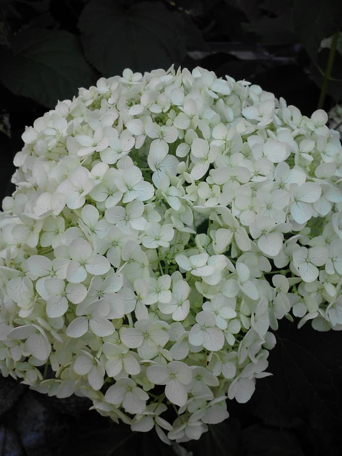 This is a smooth hydrangea that used to be in our garden in a former house.  The white flowers gradually turned green.  They made beautiful dried flowers that lasted for several years.