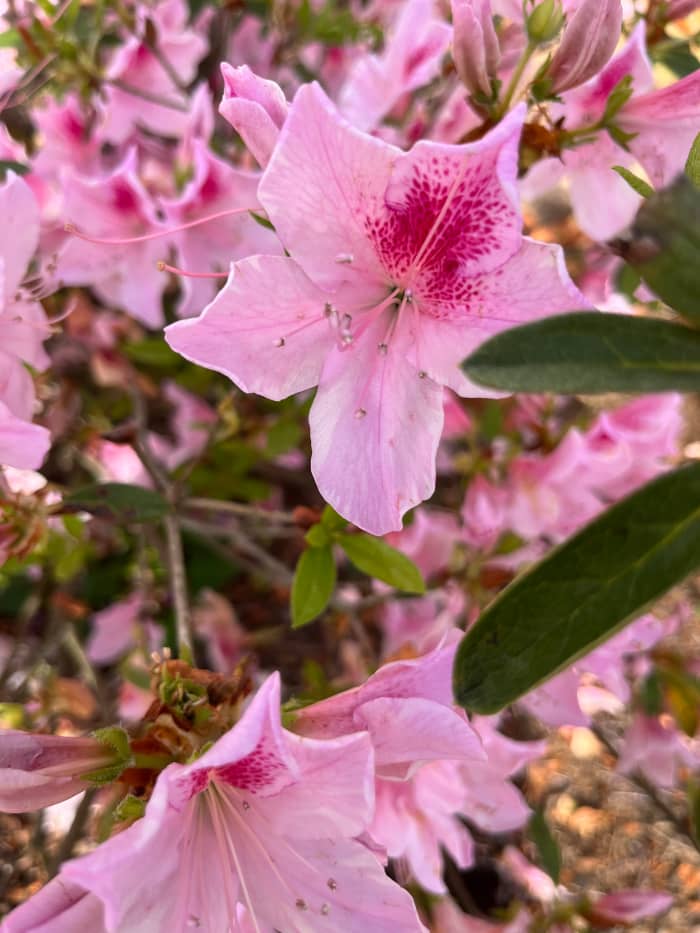 This is one of two Formosa azaleas that we have installed in our garden. They are gorgeous for a few weeks each spring.