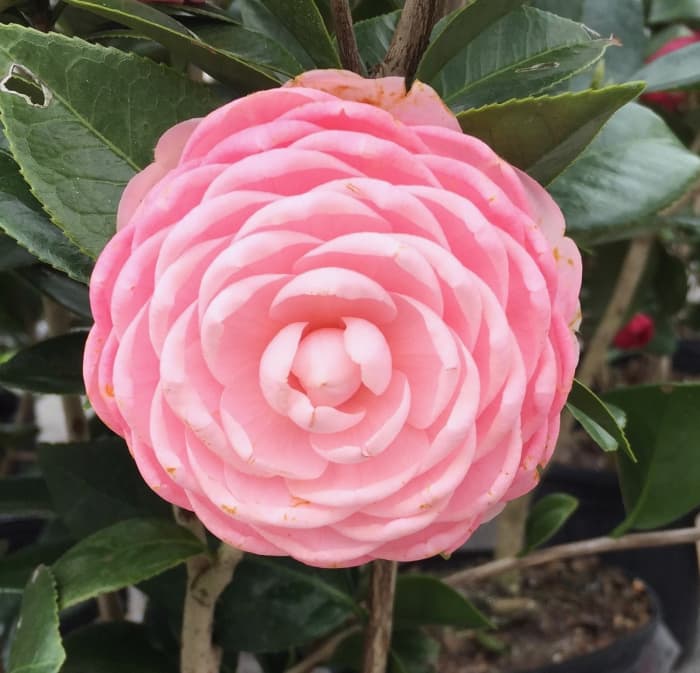 This Japonica is called “Pink Perfection”.  Its petals are arranged so perfectly that it almost looks like an artificial flower, but it is very real and absolutely beautiful.