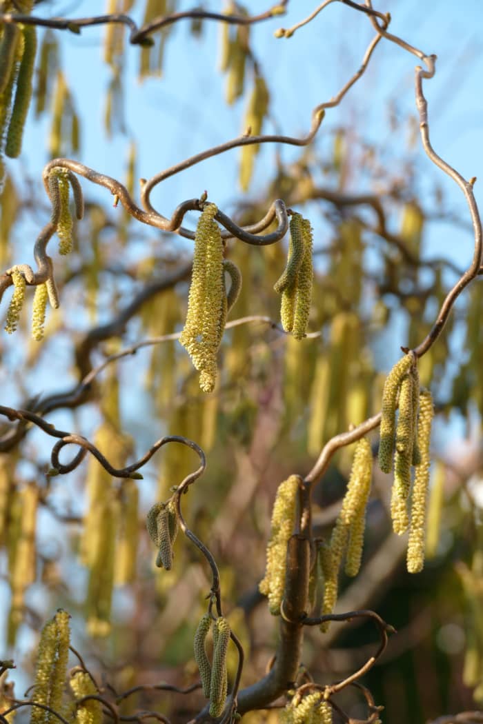 The hazel tree has a rich history in Celtic culture and mythology.