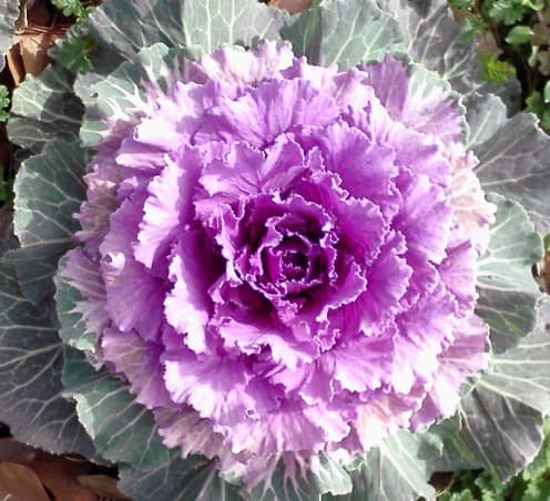 Lovely ornamental cabbage is available in shades of red, pink, and white. It’s pretty, but please do NOT eat it.