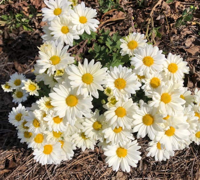 Daisy mums are so bright and cheerful. How could we not feel joyful just looking at them?